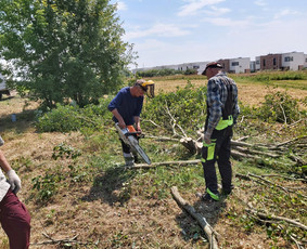 Medžių Pjovimas. Šakų Išvežimas, Kelmų Frezavimas. / UAB Danesa ir partneriai / Darbų pavyzdys ID 2940979