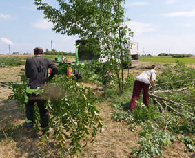 Medžių Pjovimas. Šakų Išvežimas, Kelmų Frezavimas. / UAB Danesa ir partneriai / Darbų pavyzdys ID 2940985