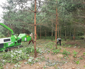 Medžių Pjovimas. Šakų Išvežimas, Kelmų Frezavimas. / UAB Danesa ir partneriai / Darbų pavyzdys ID 2941001