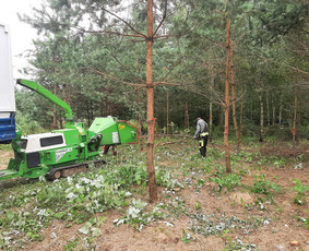 Medžių Pjovimas. Šakų Išvežimas, Kelmų Frezavimas. / UAB Danesa ir partneriai / Darbų pavyzdys ID 2941009