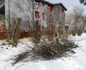 Medžių Pjovimas. Šakų Išvežimas, Kelmų Frezavimas. / UAB Danesa ir partneriai / Darbų pavyzdys ID 2941011