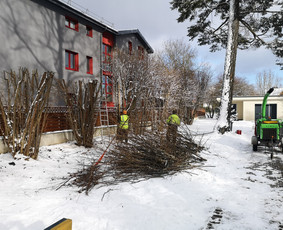 Medžių Pjovimas. Šakų Išvežimas, Kelmų Frezavimas. / UAB Danesa ir partneriai / Darbų pavyzdys ID 2941013