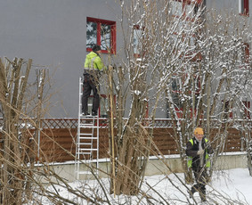 Medžių Pjovimas. Šakų Išvežimas, Kelmų Frezavimas. / UAB Danesa ir partneriai / Darbų pavyzdys ID 2941017