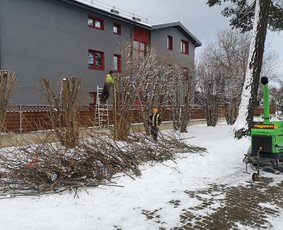 Medžių Pjovimas. Šakų Išvežimas, Kelmų Frezavimas. / UAB Danesa ir partneriai / Darbų pavyzdys ID 2941019