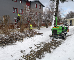 Medžių Pjovimas. Šakų Išvežimas, Kelmų Frezavimas. / UAB Danesa ir partneriai / Darbų pavyzdys ID 2941023
