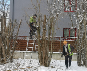 Medžių Pjovimas. Šakų Išvežimas, Kelmų Frezavimas. / UAB Danesa ir partneriai / Darbų pavyzdys ID 2941025