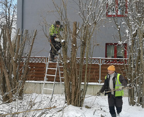 Medžių Pjovimas. Šakų Išvežimas, Kelmų Frezavimas. / UAB Danesa ir partneriai / Darbų pavyzdys ID 2941027