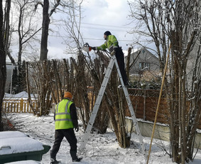 Medžių Pjovimas. Šakų Išvežimas, Kelmų Frezavimas. / UAB Danesa ir partneriai / Darbų pavyzdys ID 2941049