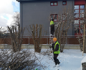 Medžių Pjovimas. Šakų Išvežimas, Kelmų Frezavimas. / UAB Danesa ir partneriai / Darbų pavyzdys ID 2941057