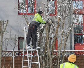 Medžių Pjovimas. Šakų Išvežimas, Kelmų Frezavimas. / UAB Danesa ir partneriai / Darbų pavyzdys ID 2941073