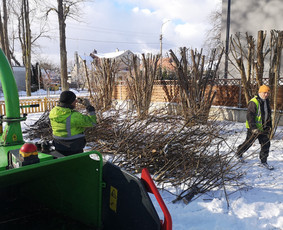 Medžių Pjovimas. Šakų Išvežimas, Kelmų Frezavimas. / UAB Danesa ir partneriai / Darbų pavyzdys ID 2941081