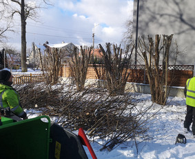 Medžių Pjovimas. Šakų Išvežimas, Kelmų Frezavimas. / UAB Danesa ir partneriai / Darbų pavyzdys ID 2941085