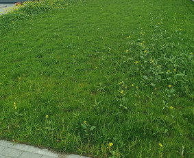 Žolės pjovimas, vejos priežiūra, apleistų sklypų tvarkymas. - Žolės pjovimas - 3 Žolės pjovimas - Žolės pjovimas, vejos priežiūra, apleistų sklypų tvarkymas. - 3