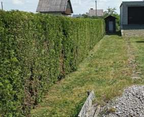 Žolės pjovimas, vejos priežiūra, apleistų sklypų tvarkymas. - Vejos priežiūra, įrengimas - 4 Vejos priežiūra, įrengimas - Žolės pjovimas, vejos priežiūra, apleistų sklypų tvarkymas. - 4