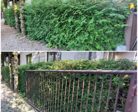 Žolės Pjovimas / Aplinkos Priežiūra / Mantas Ruginis / Darbų pavyzdys ID 2945702