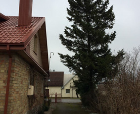 Eglės kirtimas šalia gyvenamojo namo bei tvoros.