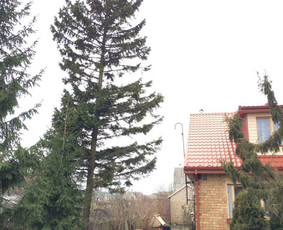 Eglės kirtimas šalia gyvenamojo namo bei tvoros.