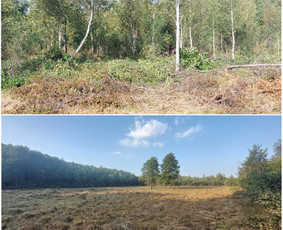 Žolės Pjovimas / Aplinkos Priežiūra / Mantas Ruginis / Darbų pavyzdys ID 2950762