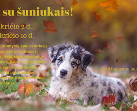 Rašto darbų konsultantas / UniWordsmith / Darbų pavyzdys ID 2955970