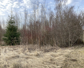 Pavojingų medžių pjovimas, aplinkos tvarkymas / Deividas Petryla / Darbų pavyzdys ID 2957458