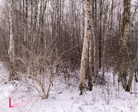 Apleistų sklypų tvarkymas - Pavojingų medžių pjovimas, aplinkos tvarkymas - 1