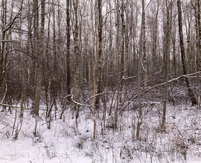 Apleistų sklypų tvarkymas - Pavojingų medžių pjovimas, aplinkos tvarkymas - 3