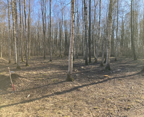 Apleistų sklypų tvarkymas - Pavojingų medžių pjovimas, aplinkos tvarkymas - 2