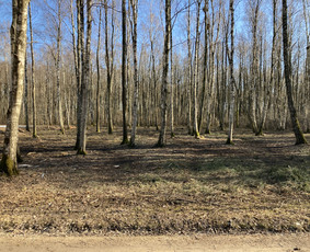 Apleistų sklypų tvarkymas - Pavojingų medžių pjovimas, aplinkos tvarkymas - 4