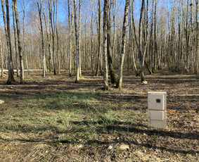 Pavojingų medžių pjovimas, aplinkos tvarkymas / Deividas Petryla / Darbų pavyzdys ID 2957558