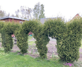 Pavojingų medžių pjovimas, aplinkos tvarkymas / Deividas Petryla / Darbų pavyzdys ID 2957614