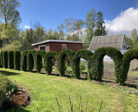 Pavojingų medžių pjovimas, aplinkos tvarkymas / Deividas Petryla / Darbų pavyzdys ID 2957622