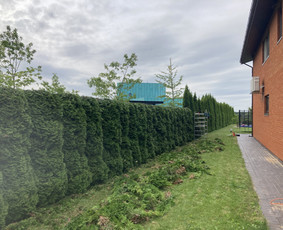 Pavojingų medžių pjovimas, aplinkos tvarkymas / Deividas Petryla / Darbų pavyzdys ID 2957706
