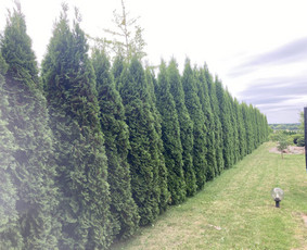 Pavojingų medžių pjovimas, aplinkos tvarkymas / Deividas Petryla / Darbų pavyzdys ID 2957708