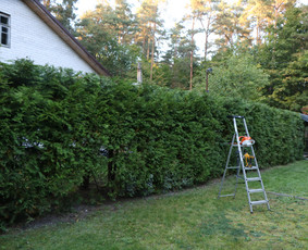 Vaismedžių/medžių genėjimas, gyvatvorių karpymas, šienavimas / Pavelas / Darbų pavyzdys ID 2962914