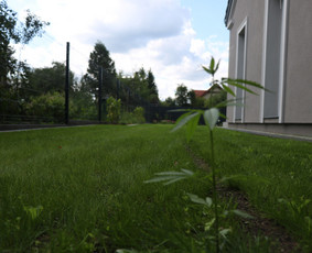 Vaismedžių/medžių genėjimas, gyvatvorių karpymas, šienavimas / Pavelas / Darbų pavyzdys ID 2962924