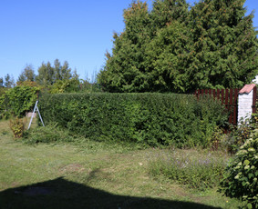 Vaismedžių/medžių genėjimas, gyvatvorių karpymas, šienavimas / Pavelas / Darbų pavyzdys ID 2962928