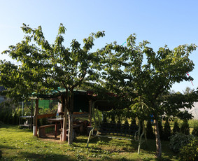 Vaismedžių/medžių genėjimas, gyvatvorių karpymas, šienavimas / Pavelas / Darbų pavyzdys ID 2962934
