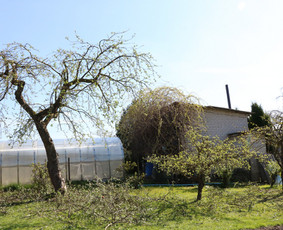 Vaismedžių/medžių genėjimas, gyvatvorių karpymas, šienavimas / Pavelas / Darbų pavyzdys ID 2962942