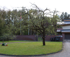 Vaismedžių/medžių genėjimas, gyvatvorių karpymas, šienavimas / Pavelas / Darbų pavyzdys ID 2962958