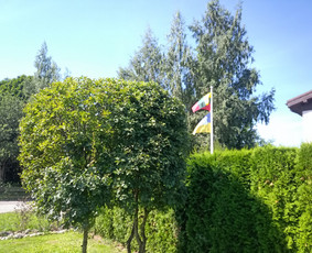Vaismedžių/medžių genėjimas, gyvatvorių karpymas, šienavimas / Pavelas / Darbų pavyzdys ID 2962966