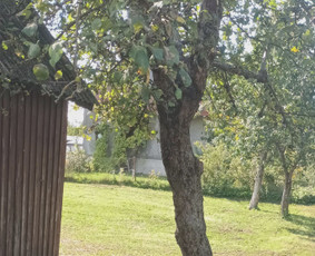 Visi griovimo-kasimo,išvežimo darbai / Tomas / Darbų pavyzdys ID 2964370