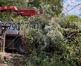 Avariniu medžių pjovimas, vaismedžių genejimas. / Aplinkos tvarkymas / Darbų pavyzdys ID 2973914