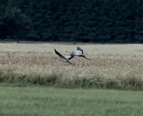 Autentiškos sodybos,pirties nuoma.šventėms,stovykloms,sau. / SoBud / Darbų pavyzdys ID 2982252