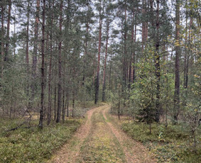 Autentiškos sodybos,pirties nuoma.šventėms,stovykloms,sau. / SoBud / Darbų pavyzdys ID 2982254