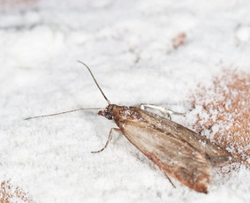 Efektyvus kenkėjų naikinimas jūsų namuose Vilniuje / Sterilus / Darbų pavyzdys ID 2983770