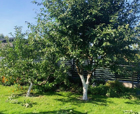 Genėjimas, apželdinimas ir kiti aplinkotvarkos darbai / Dainius Kubilius / Darbų pavyzdys ID 2985126