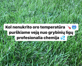 Genėjimas, apželdinimas ir kiti aplinkotvarkos darbai / Dainius Kubilius / Darbų pavyzdys ID 2985130