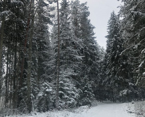 Sodyba Miško Oazė / Eimantas / Darbų pavyzdys ID 2988732