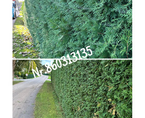 Vejos pjovimas-aplinkos priežiūra, tvarkymas. / Zigmas / Darbų pavyzdys ID 2988766