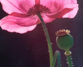 Psichoterapija ir konsultavimas. Grupės. - Psichologinė, emocinė pagalba - 1 Psichologinė, emocinė pagalba - Psichoterapija ir konsultavimas. Grupės. - 1